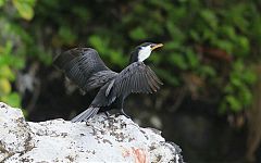 Little Pied Cormorant